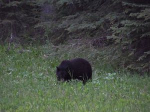 First bear spotted in Kootenay.