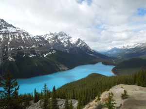 Peyto Lake. Best lake in Banff / Jasper.