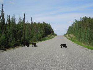 Mama and cubs crossing the road.